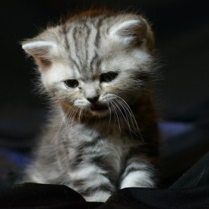 Photo №1. scottish fold - for sale in the city of Minsk | Negotiated | Announcement № 5889