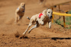 Photo №3. Polish Greyhounds puppies. United Kingdom