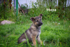 Photo №1. non-pedigree dogs - for sale in the city of Minsk | Is free | Announcement № 104269