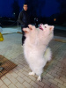 Additional photos: Samoyed, PREMIUM puppies