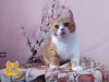 Photo №1. british shorthair - for sale in the city of Nizhny Novgorod | Is free | Announcement № 7547