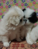 Photo №2 to announcement № 32217 for the sale of japanese chin - buy in Belarus private announcement
