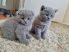 Photo №1. scottish fold - for sale in the city of Kuwait Free Trade Zone | negotiated | Announcement № 10690