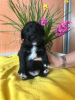 Photo №1. non-pedigree dogs - for sale in the city of Nikolaev | Is free | Announcement № 40034