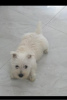 Photo №2 to announcement № 109990 for the sale of west highland white terrier - buy in Serbia breeder