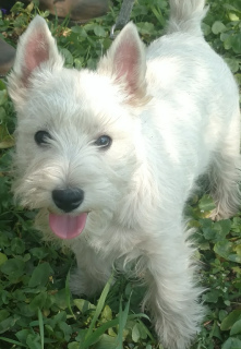 Photo №1. west highland white terrier - for sale in the city of Dnipro | 800$ | Announcement № 6330