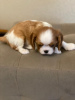Photo №4. I will sell cavalier king charles spaniel in the city of Москва. breeder - price - negotiated