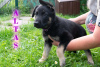 Additional photos: VEO Eastern Shepherd Puppies