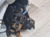 Additional photos: Short hair Mini dachshunds (sausages) gorgeous puppies