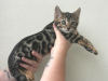 Photo №3. Tested Bengal kittens available now for you. Netherlands