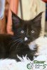 Photo №4. I will sell maine coon in the city of St. Petersburg. private announcement, from nursery, breeder - price - 608$