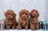 Photo №4. I will sell poodle (toy) in the city of Дрезден. breeder - price - negotiated