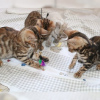 Photo №2 to announcement № 64754 for the sale of bengal cat - buy in Germany private announcement, from nursery