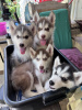 Photo №1. siberian husky - for sale in the city of Magdeburg | Is free | Announcement № 83083