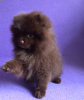 Photo №4. I will sell german spitz in the city of Miass. from nursery - price - 877$