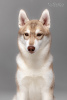 Photo №2 to announcement № 12830 for the sale of siberian husky - buy in Ukraine breeder