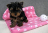 Photo №1. yorkshire terrier - for sale in the city of Prague | negotiated | Announcement № 109955