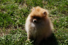 Photo №4. I will sell pomeranian in the city of Москва. private announcement - price - 391$