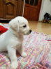 Photo №4. I will sell labrador retriever in the city of Khmelnitsky. private announcement - price - 500$