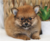Photo №1. pomeranian - for sale in the city of Ивердон-ле-Бен | Is free | Announcement № 17413