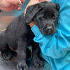 Photo №4. I will sell labrador retriever in the city of Los Angeles. breeder - price - 1000$