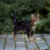 Photo №2 to announcement № 15914 for the sale of bengal cat - buy in Russian Federation private announcement, from nursery, breeder