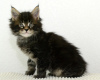 Photo №2 to announcement № 6311 for the sale of maine coon - buy in Russian Federation from nursery