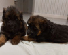 Photo №3. Long-haired shepherd puppies. Russian Federation