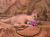 Photo №3. Selling purebred Abyssinian kittens. Russian Federation