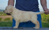 Additional photos: Labrador retrievers