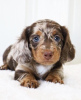 Photo №2 to announcement № 105185 for the sale of dachshund - buy in Germany breeder