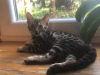 Photo №1. bengal cat - for sale in the city of Warsaw | negotiated | Announcement № 20979