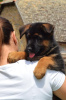 Photo №4. I will sell german shepherd in the city of Нови Сад.  - price - 1268$