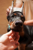 Additional photos: Doberman puppies