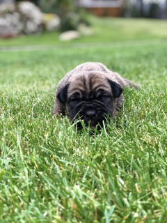 Photo №4. I will sell cane corso in the city of Kiev. from nursery - price - 1622$