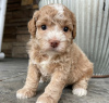 Photo №2 to announcement № 117585 for the sale of  - buy in Romania private announcement, breeder