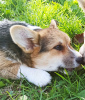 Photo №2 to announcement № 126291 for the sale of welsh corgi - buy in Serbia breeder