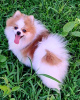 Photo №2 to announcement № 112432 for the sale of pomeranian - buy in Serbia 