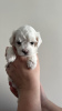 Photo №3. Maltese purebred puppies. Turkey