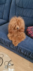 Photo №2 to announcement № 92450 for the sale of poodle (toy) - buy in Ukraine private announcement