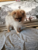 Photo №2 to announcement № 21305 for the sale of pomeranian - buy in Germany private announcement