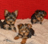 Photo №1. yorkshire terrier - for sale in the city of Ivaň | negotiated | Announcement № 96511