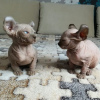Photo №3. Elves kittens from the breeder. Russian Federation