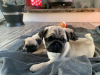 Photo №3. Amazing Pug Pups. United Kingdom