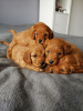 Photo №3. Beautiful Cavapoo Puppies For free adoption. Germany