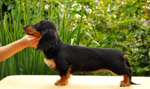 Photo №1. dachshund - for sale in the city of Москва | 990$ | Announcement № 2929