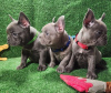 Photo №1. french bulldog - for sale in the city of Неймеген | Is free | Announcement № 107000