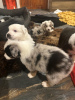 Photo №1. australian shepherd - for sale in the city of Dalarö | Is free | Announcement № 119296