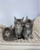 Photo №1. maine coon - for sale in the city of Los Angeles | negotiated | Announcement № 117363