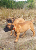 Photo №2 to announcement № 24380 for the sale of bullmastiff - buy in Russian Federation private announcement